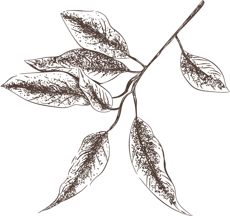 hoja-img