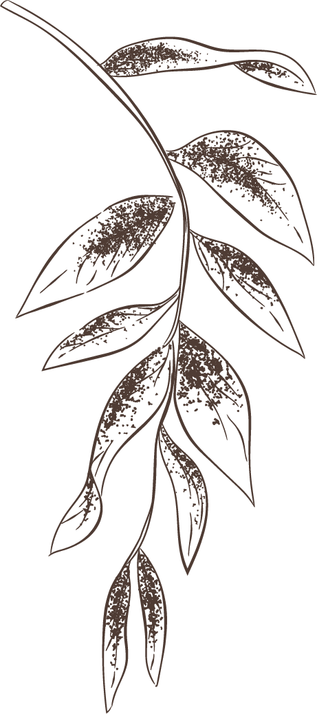 hoja-img